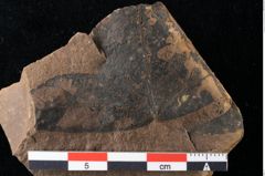 Foto (Detailansicht) von Xylomites liquidambaris Ettingshausen (NHMW-GEO-2024-0188-0056)